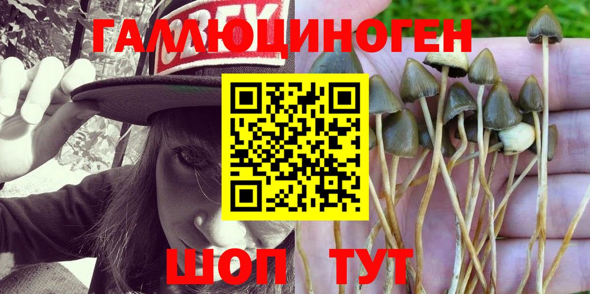 Псилоцибиновые грибы Psilocybine cubensis  купить  сайты  Лабинск 